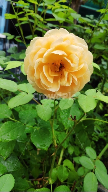 식물,flower,꽃,장미,rose