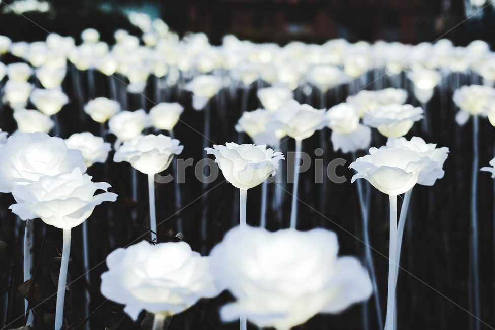 꽃,등불,꽃밭,led,꽃등