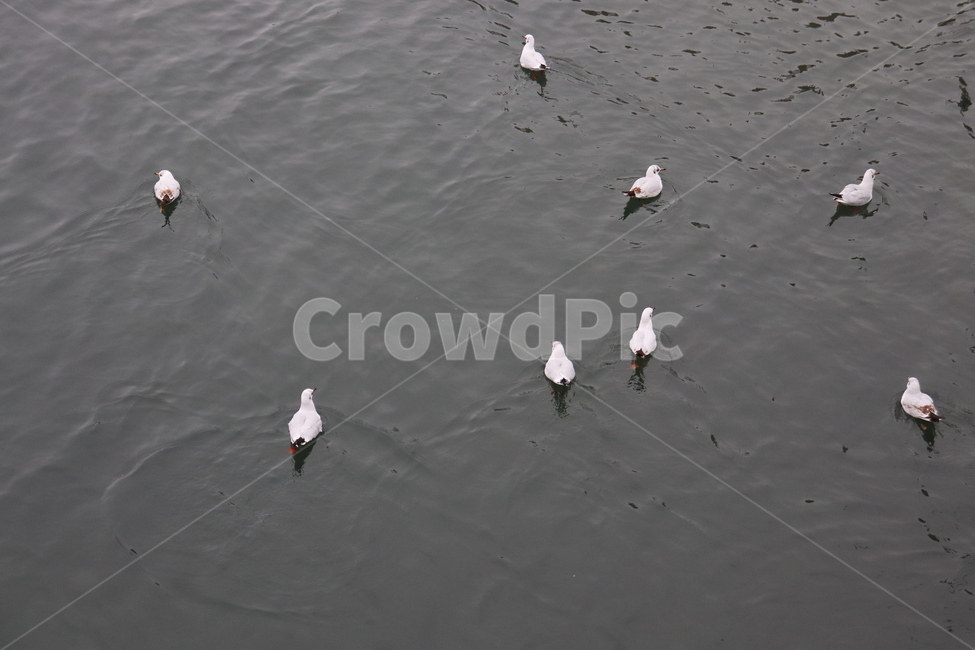 갈매기,새,gull,강,bird