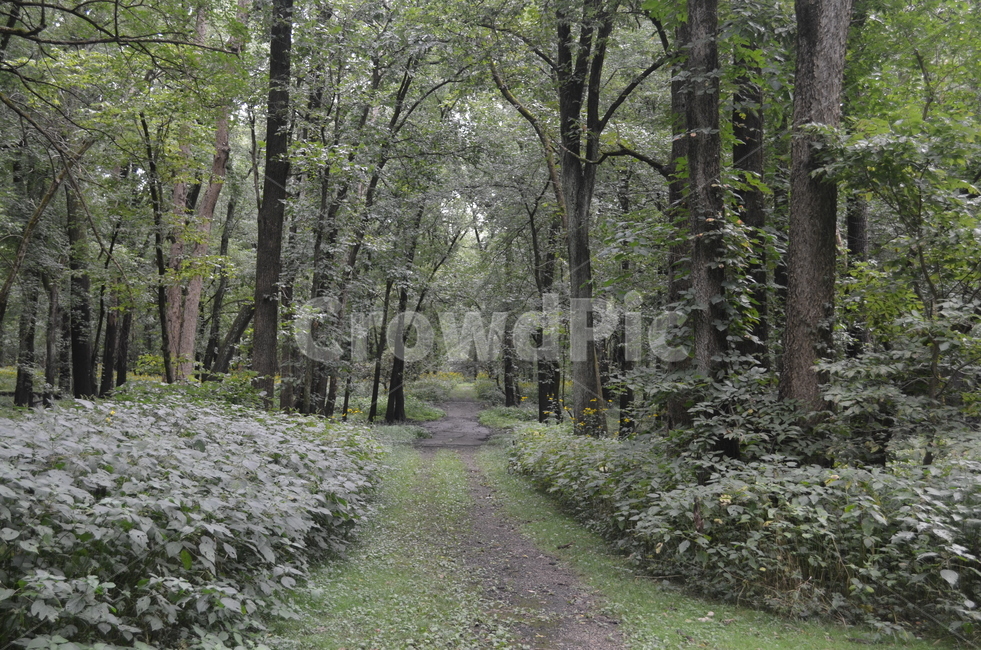 숲,오솔길,forest,산책,하이킹,통로,path,tree,나무,자연,풍경,nature,landscape,식물,plants,plant
