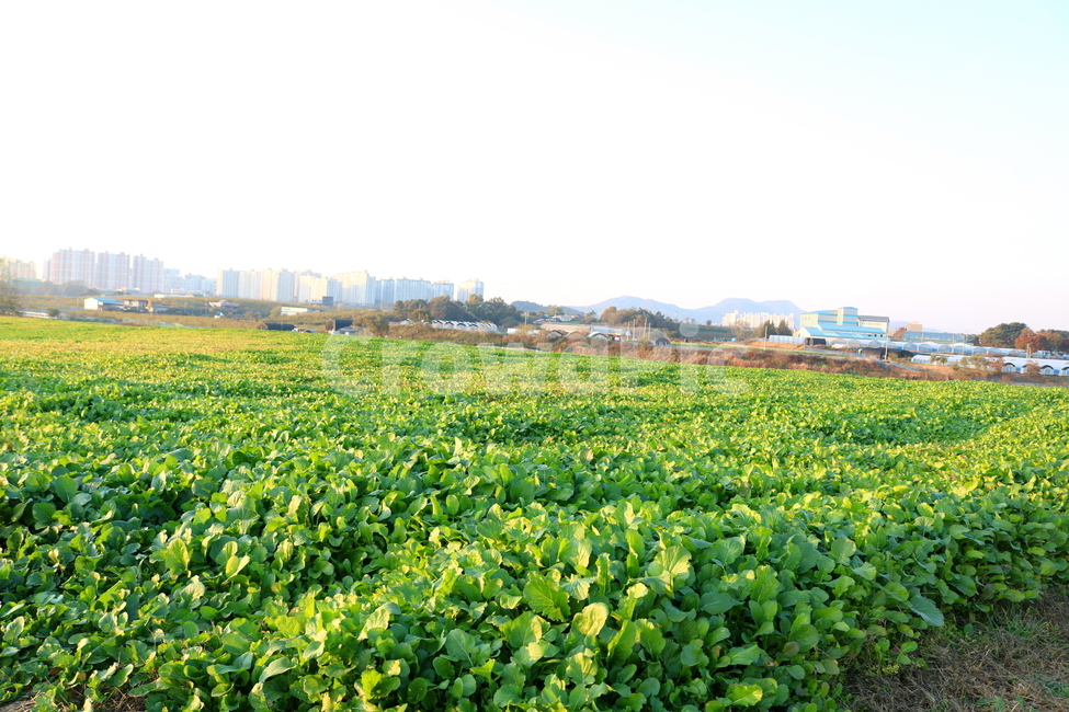 열무,김치,야채,채소,음식,열무김치,김치재료,김장,밭,농사,밭농사,농촌,야외,자연,풍경,식재료,자연,풍경,nature,landscape