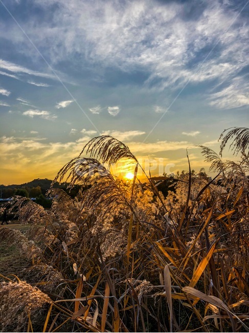 가을,노을,하늘,구름,갈대,억새,풍경,가을,계절,fall,autumn,season,자연,풍경,nature,landscape,grass,잔디,plant,식물,lawn,outdoors,옥외