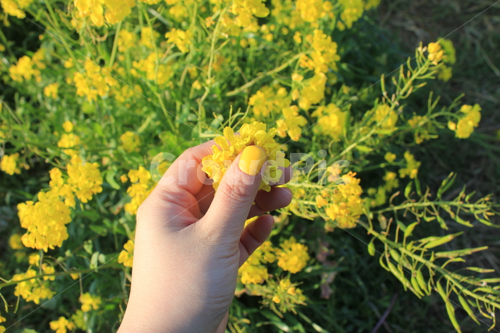 flower,꽃,유채꽃,노랑색,yellow,감성사진
