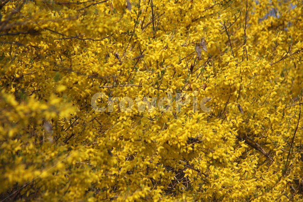 개나리,꽃,식물,봄,koreanforsythia,봄,계절,spring,season,식물,자연,plants,nature,꽃,flower,plant,blossom