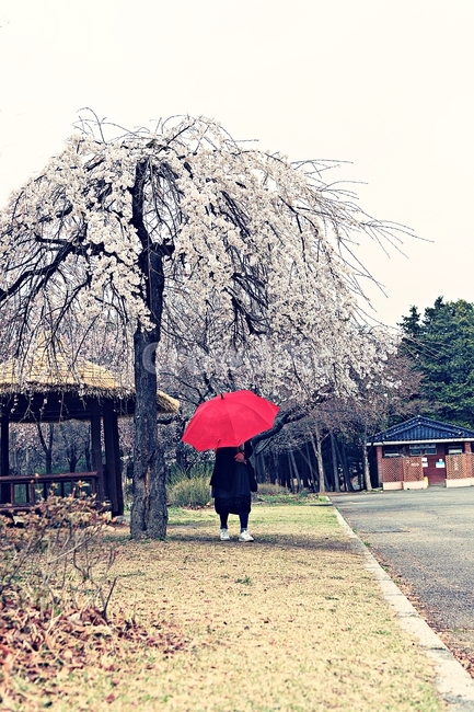 벗꽃,꽃,인천대공원,풍경,자연,배경