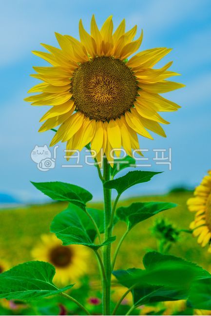 해바라기,식물,꽃,여름식물,잎,여름꽃,실외,자연,여름,summer,season,plants,nature,flower,plant