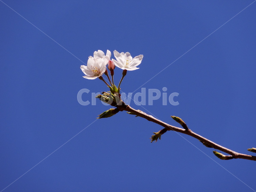 꽃,매화,봄,봄꽃,하늘,푸른하늘,푸른색,flower,spring,blue,sky,자연,배경,나뭇가지,매화나무,꽃잎,nature,outdoor,야외,식물,나무,봄,계절,spring,season,식물,자연,plants,nature,꽃,flower,plant