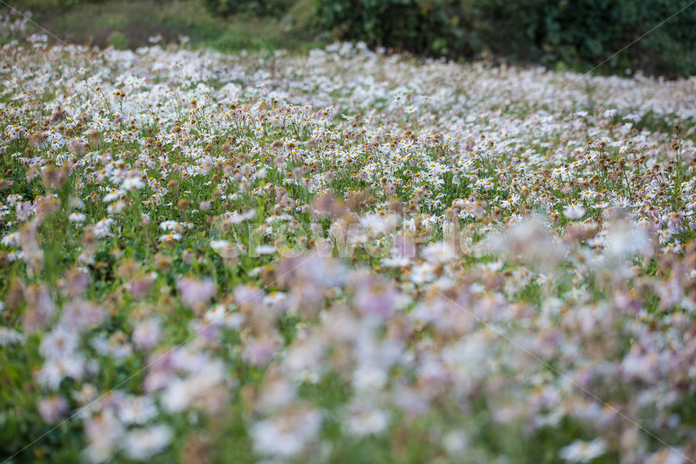 구절초,들꽃,꽃,가을,풍경,식물,botanical,flowers,식물,자연,plants,nature,꽃,flower