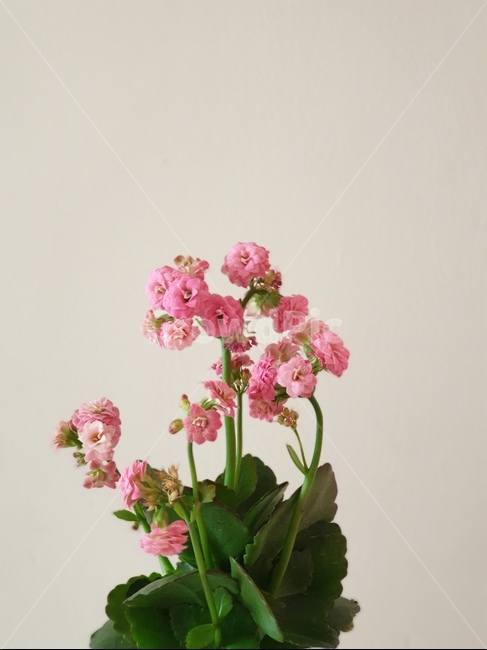 plant,식물,flower,blossom,꽃,감성,잎사귀,잎,분홍,핑크,벽,아이보리,분위기,식물,자연,plants,nature,꽃,flower