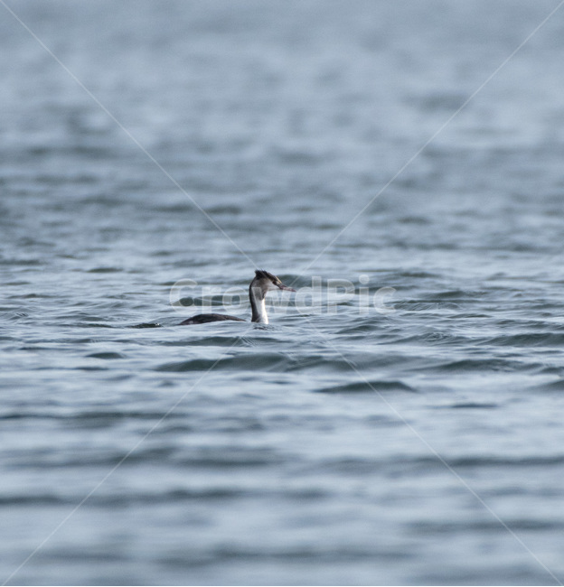 추동,대전,겨울철새,새,조류,대청호,겨울,동물,animal,조류,새,birds