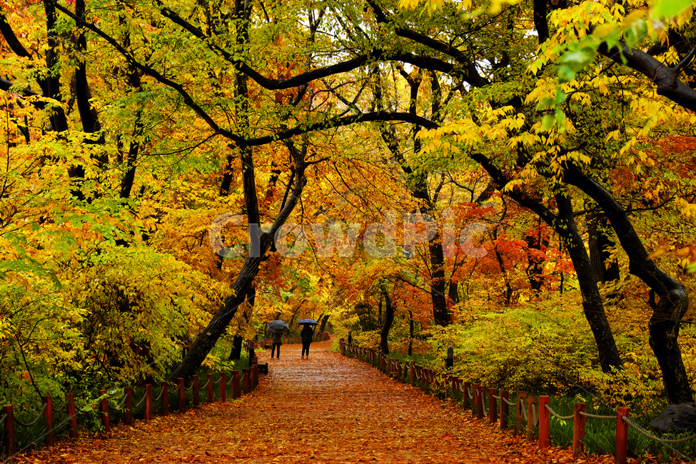 숲,단풍,나무,낙엽,풍경,공원,숲길,산책,비,가을,계절,fall,autumn,season,자연,풍경,nature,landscape,한국자연풍경,한국자연경관,korea nature landscape,tree,plant,식물,maple