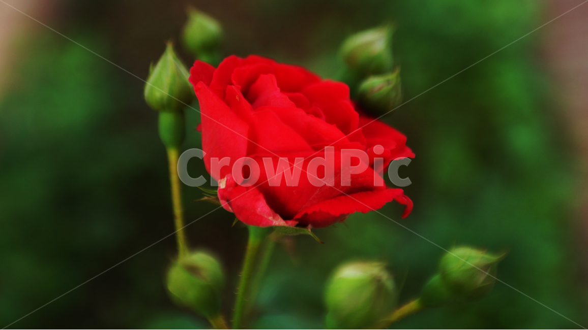 장미,꽃,분위기,빨간장미,따뜻함,redrose,flower,rose,red,mood,warm,color,colorful,natural,식물,자연,plants,nature,꽃,flower