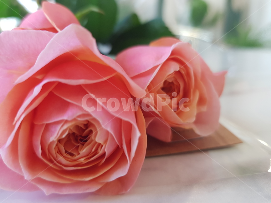 꽃,장미,봄,핑크,flower,rose,꽃,flower