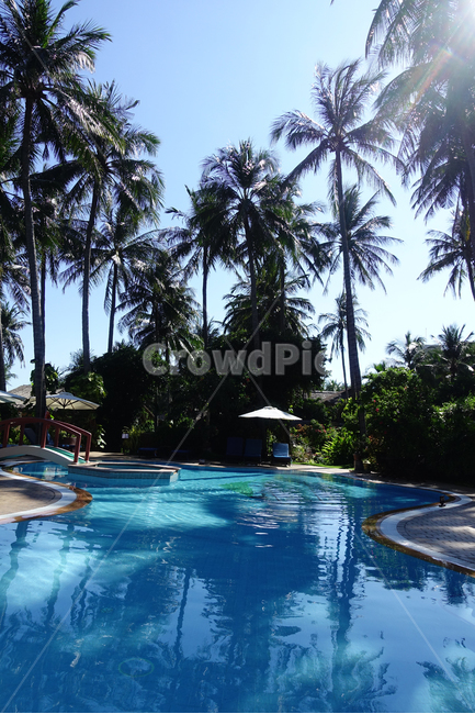 수영장,풀장,수영,리조트,휴가,휴양,야자수,나무,swim,swimmingpool,resort,palmtree,여행,휴가,traveling,vacation,trip