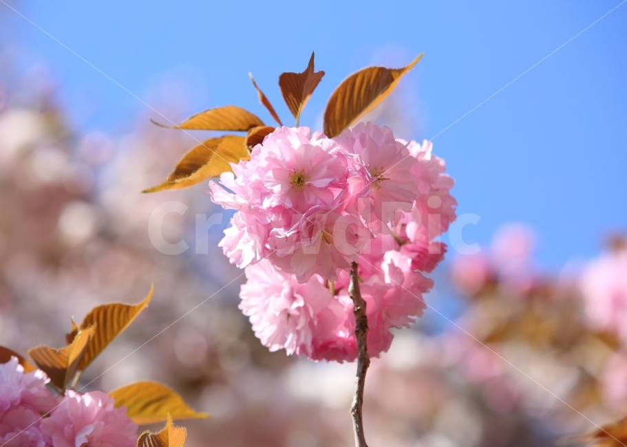 꽃,식물,풍경,사진,색상,색감,자연,왕,벚꽃,분홍,핑크,식물,자연,plants,nature,꽃,flower