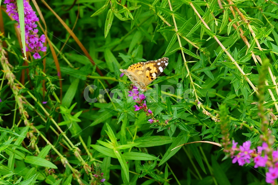 insect,invertebrate,나비,곤충,동물