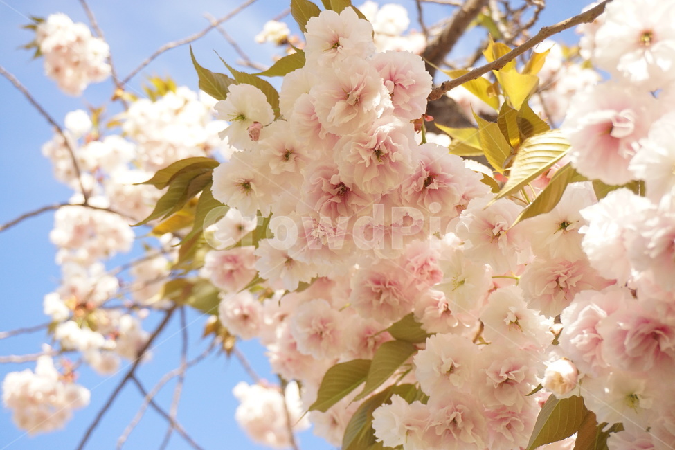 겹벚꽃,벚나무,벚꽃놀이,흰겹벚꽃,꽃,flower,봄,봄,계절,spring,season,식물,자연,plants,nature,꽃,flower,plant,blossom,cherry blossom,벚꽃