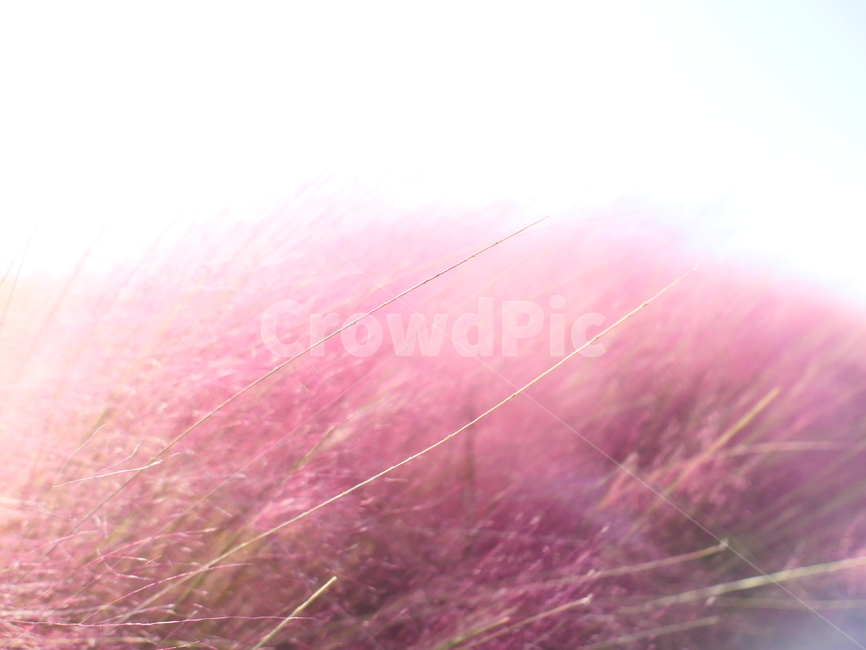 핑크뮬리,뮬리,muhly,pinkmuhly,여러해살이풀,여러해살이식물,핑크뮬리그라스,pinkmuhlygrass,속씨식물,외떡잎식물,벼목,가을,계절,fall,autumn,season,식물,자연,plants,nature