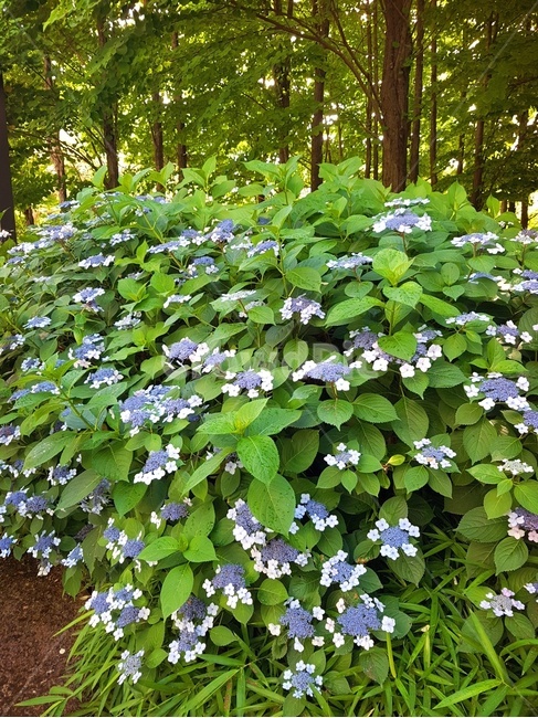 수국,꽃,자연,힐링,녹색,파란꽃,풍경,플라워