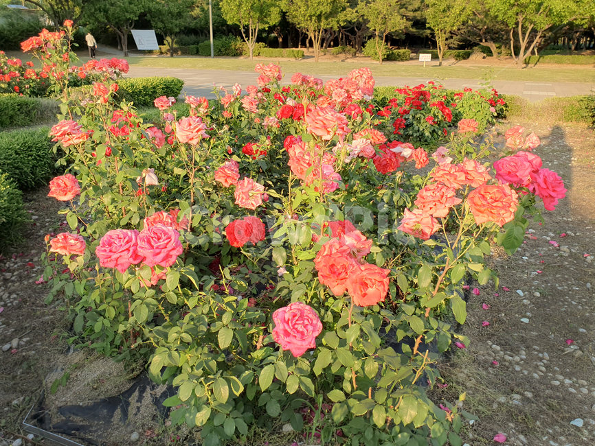 장미,꽃,자연,rose,flower,plant,풍경,핑크,빨강,레드,분홍,red,pink,green,그린,초록