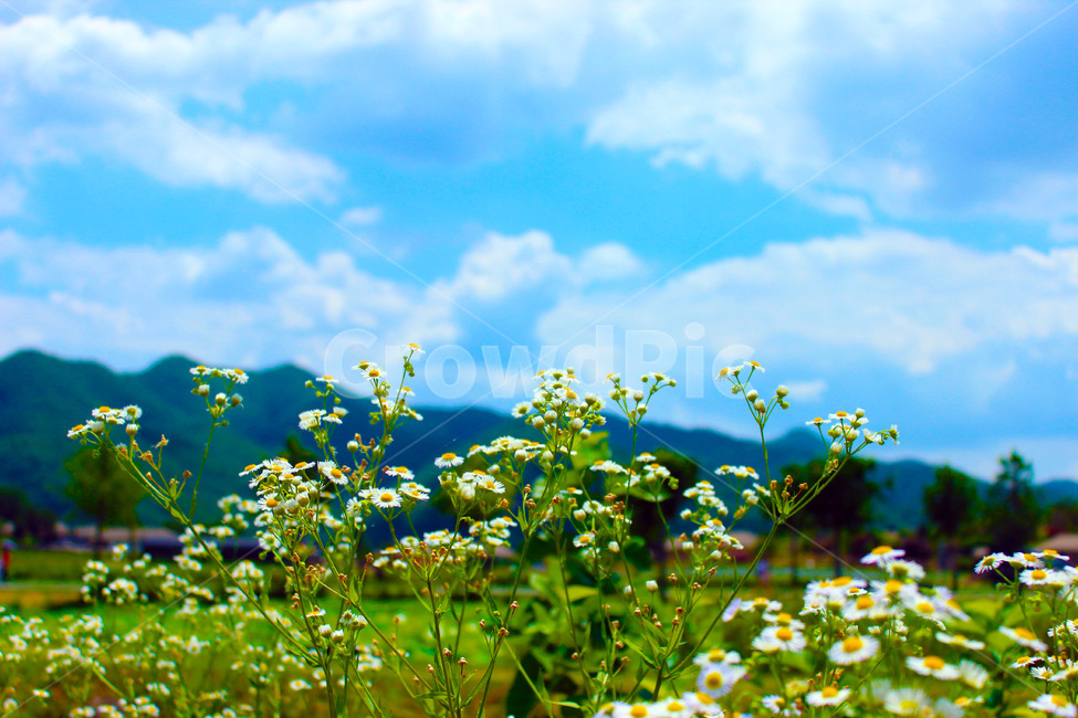 야생화,구름,꽃,풍경,배경,내일로,여름,자연,풍경,nature,landscape,식물,plants,꽃,flower,outdoors,옥외,grassland,목초지,field,들