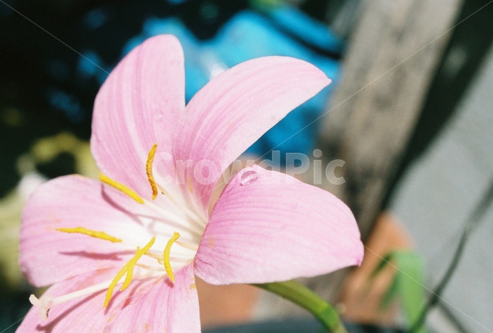 나리꽃,꽃,자연,식물,이슬,lily,flower,nature,insect,식물,자연,plants,nature,꽃,flower