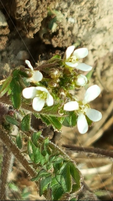 풀꽃,자면,식물,봄,귀여움,식물,자연,plants,nature,꽃,flower