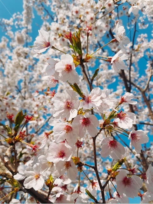 plant,flower,식물,cherryblossom,벚꽃,blossom,꽃,야외,외출,outdoor,landscape,pink,tree,나무,핑크,나뭇가지,파랑,blue,하얀,하양,흰색,white