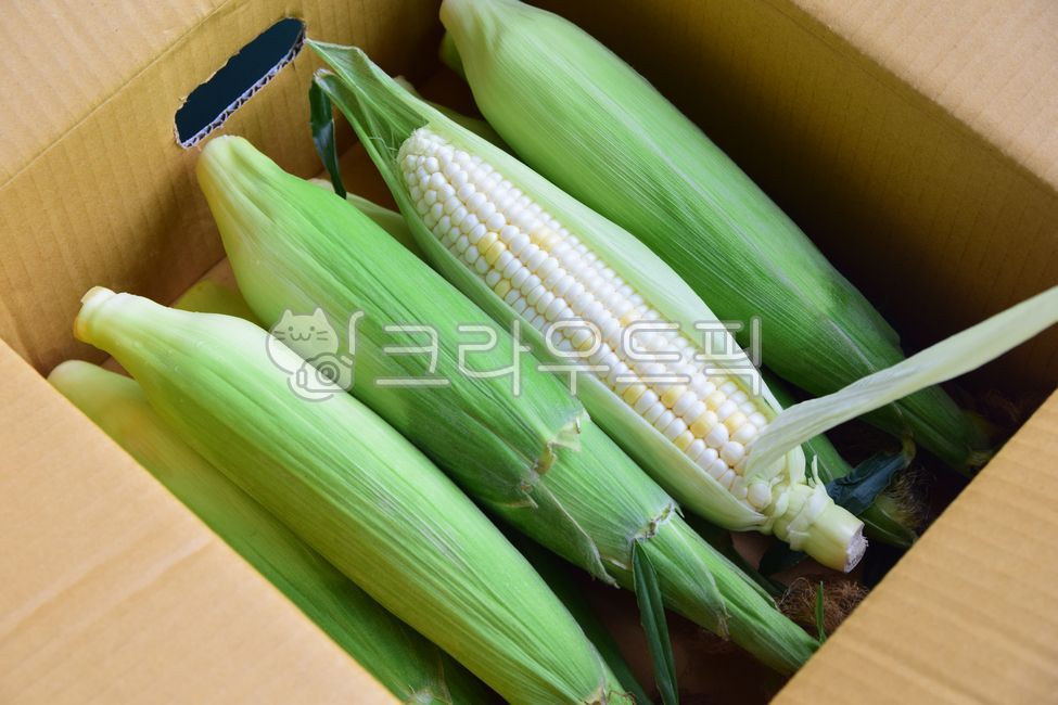 raw corn,corn,Chodang Corn,skin,box,Box,cone,food,grains,One box,corn kernels,corner,white corn,corn husk,granules,Food Ingredients,ingredients,one box,box cut,grain