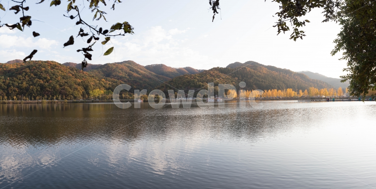 은행나무,파란하늘,반영사진,반영,맑은하늘,공원,가을,계절,fall,autumn,season,자연,풍경,nature,landscape,한국자연풍경,한국자연경관,korea nature landscape,water,물,outdoors,옥외,bird,새,animal,동물