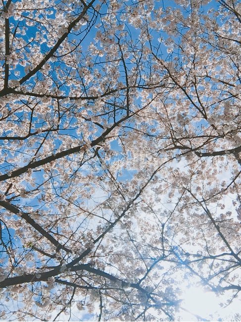 벚꽃,봄,하늘,식물,꽃,자연,계절