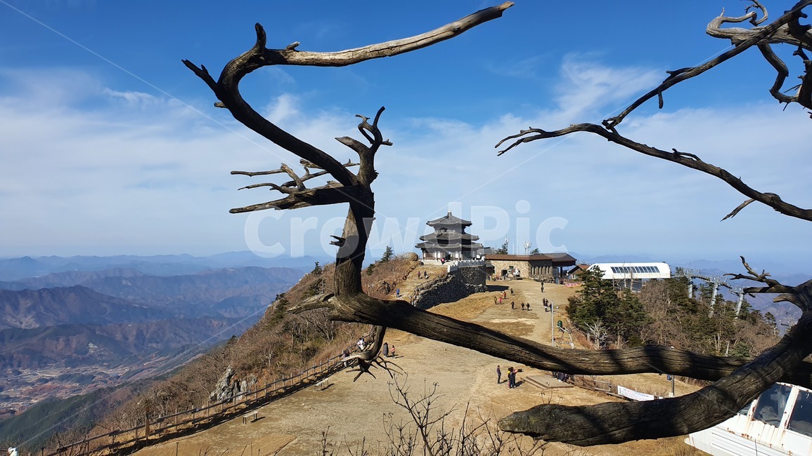 나무,산,등산,자연,하늘