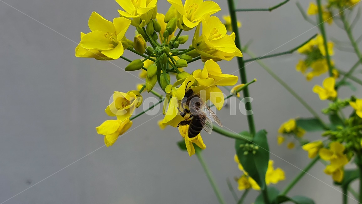 벌,노란색,유채꽃,꿀벌,매크로,접사,귀여움,yellow,bee,일벌,work,봄,계절,spring,season,식물,자연,plants,nature,꽃,flower,동물,animal,곤충,벌레,insect,bug,invertebrate,무척추 동물