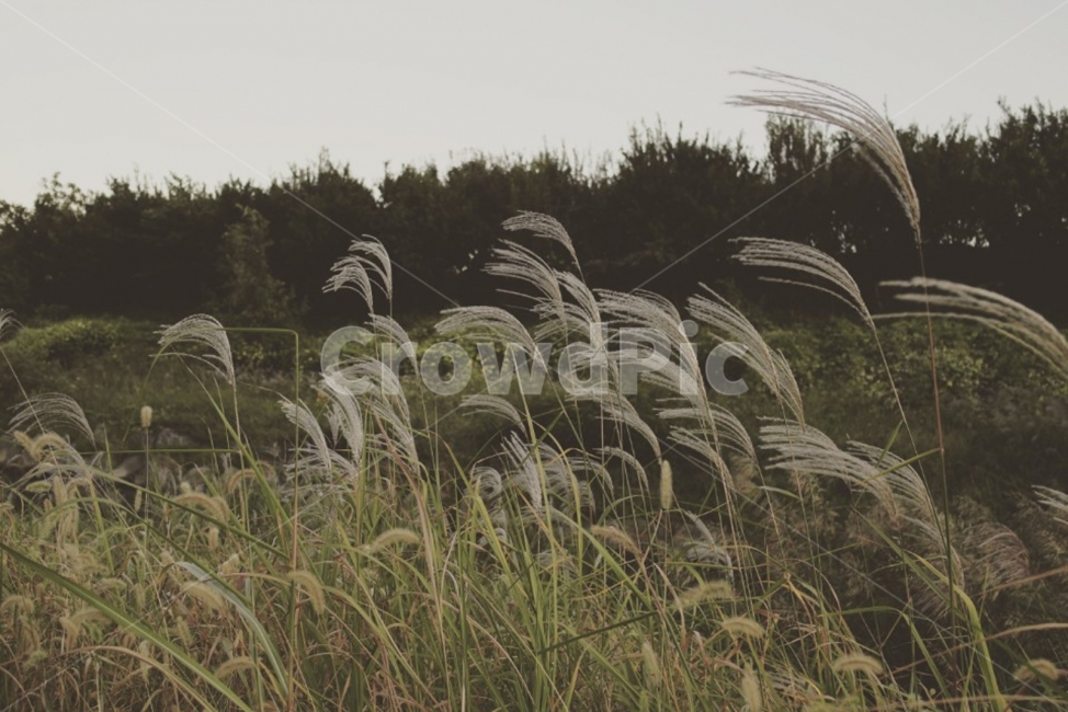 갈대,가을바람,가을,양재천옆,식물,자연,가을,계절,fall,autumn,season,식물,자연,plants,nature,감성,sensible,feeling,grass,잔디,plant,lawn,reed