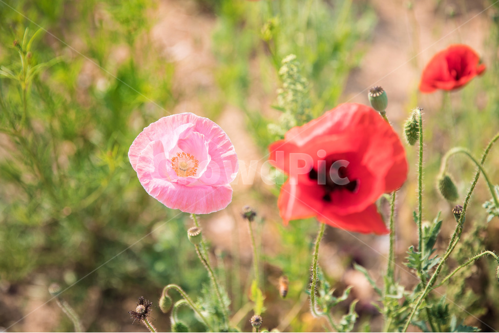 꽃축제,꽃,양귀비,양귀비꽃,빨간꽃,식물,자연,plants,nature,꽃,flower