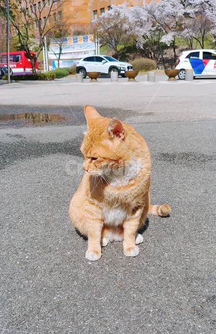 고양이,cat,길고양이,동물,animal,귀여운,cute,동물,animal,포유류,mammal,고양이,cat,kitten,kitty