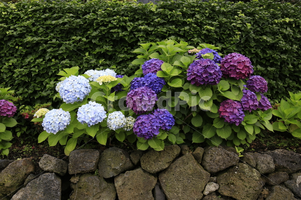 수국,꽃,보라,식물,flower,식물,자연,plants,nature,꽃,flower