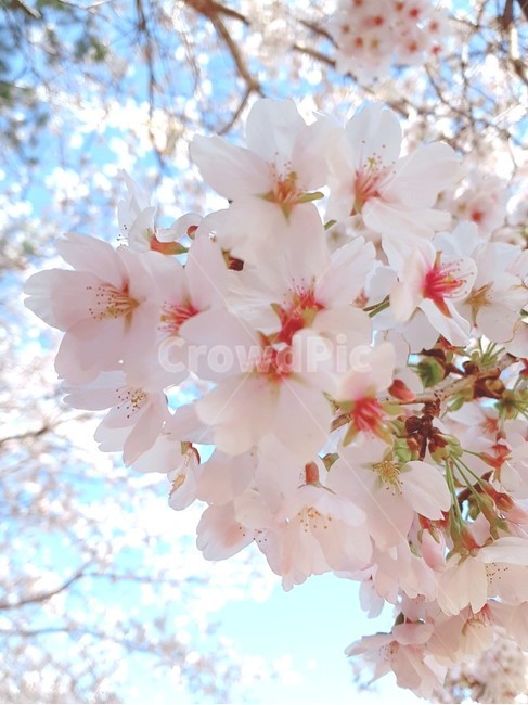 벚꽃,꽃,cherryblossom,flower,식물,봄