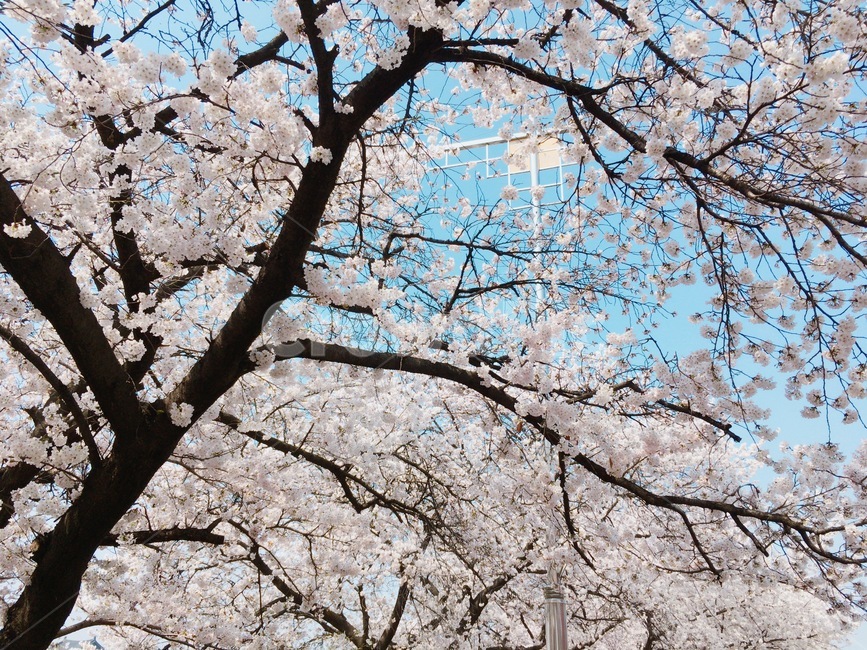 벚꽃,벚꽃축제,봄꽃,flower,꽃,봄,하늘,꽃잎,sakura