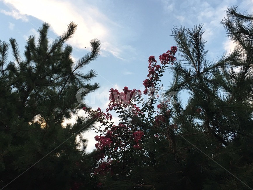 plant,tree,나무,식물,꽃,flower,꽃,flower
