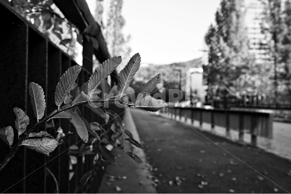 흑백,가을,외로움,나뭇잎,autumn,fall,leaf,다리,교각,monotone,bw,loneliness,solitary,모노톤,식물,자연,plants,nature,흑백,모노톤,monochrome,black and white