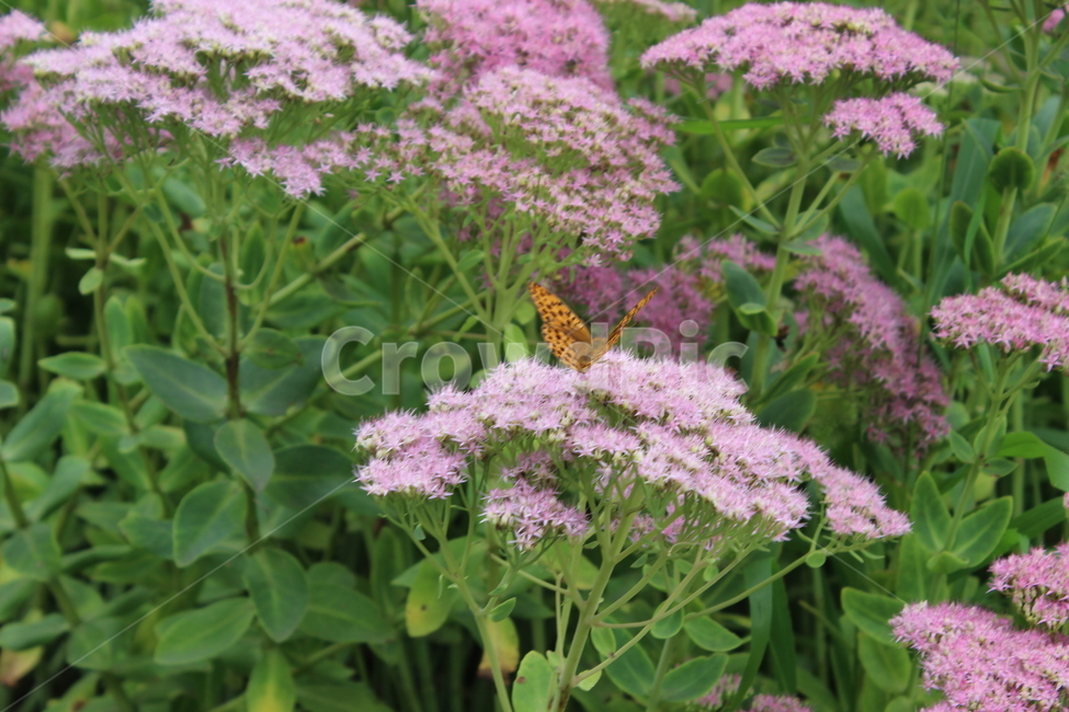 나비,자연,꽃,flower,butterfly