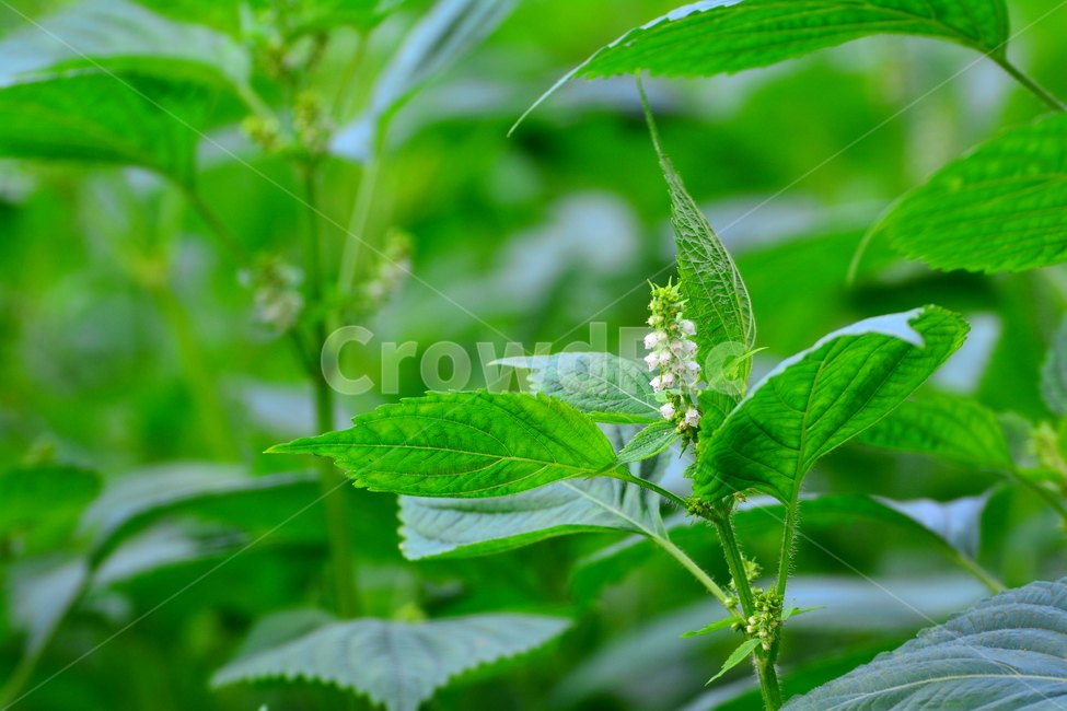 깻잎,들깨잎,들깨,장아찌,쌈재료,향기,들기름,건강식품,식재료,깻잎전,초본,식물,1년초,밭농사,시골,재배,신선한,싱싱한,채소,잎채소,들깨밭,무성한,풍작,녹색,그린,green,perilla,들깨꽃,식물,자연,plants,nature