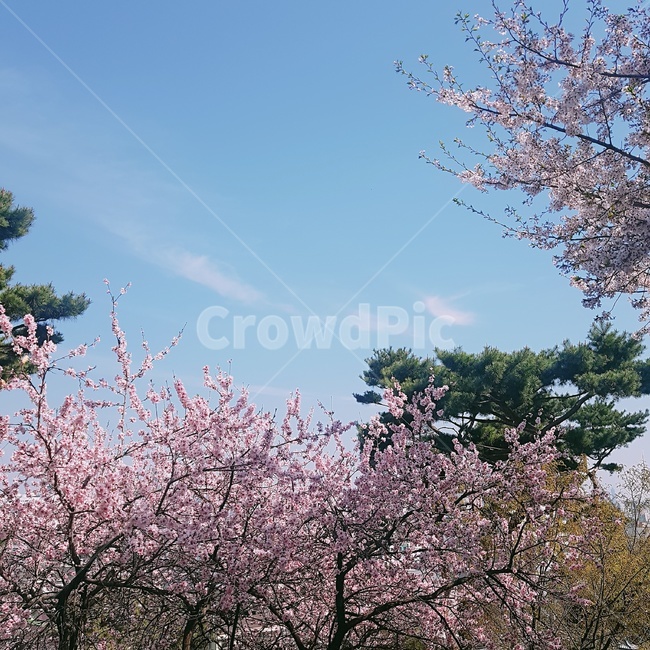 벚꽃,봄,하늘,구름,소나무