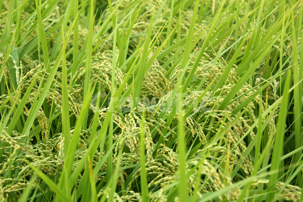 쌀,벼,벼농사,가을,쌀농사,농사,시골,쌀알,식물,자연,야외,이삭,논,논농사,농촌,농업,농작물,농산물,재배,식재료,식자재,한국,곡식,rice,green,food,country,farm,nature,autumn,plant,풍경,fall,식물,자연,plants,nature,산업,industry,industrial,농업,농사,agriculture,farming,farming industry