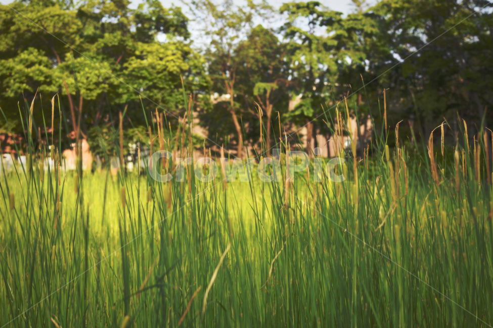 선유도공원,풀,빛,자연,grass,light,nature,식물,자연,plants,nature