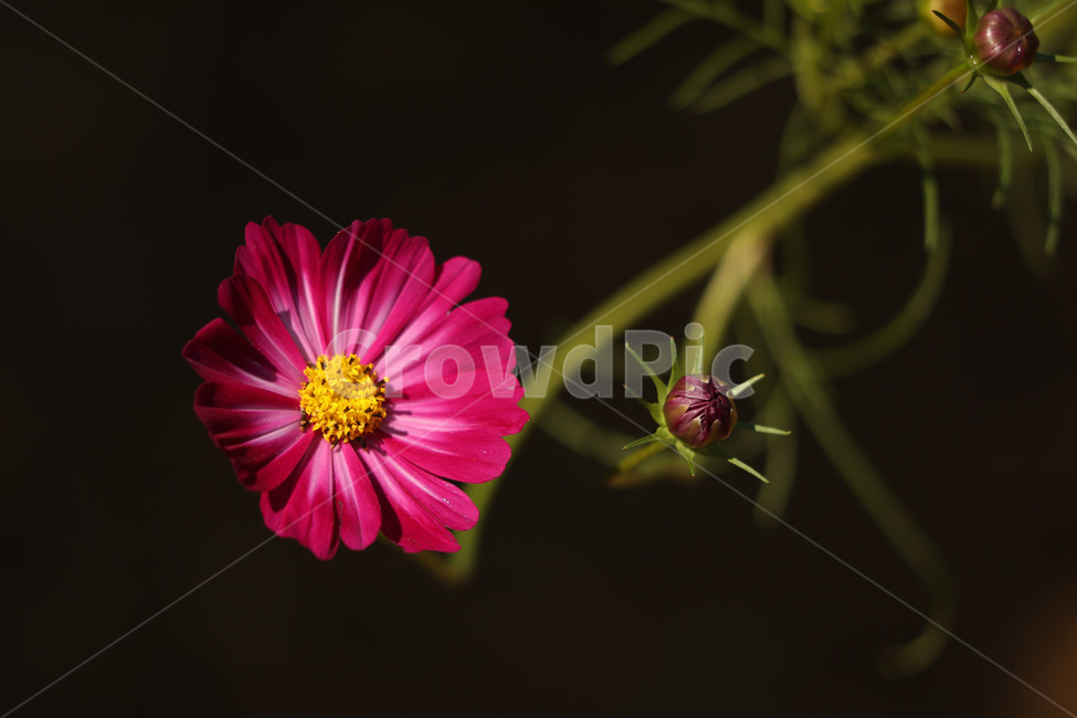 코스모스,빨강,가을,줄기,사랑,식물,자연,plants,nature,꽃,flower