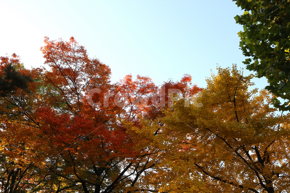 단풍,나무,단풍나무,자연,풍경,가을,은행나무,가을,계절,fall,autumn,season,자연,풍경,nature,landscape,tree,plant,식물,leaf,잎