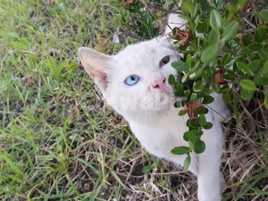 흰고양이,동물,길고양이,고양이,길냥이