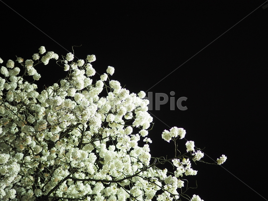 풍경,벚꽃,꽃,나무,청풍,밤,봄,계절,spring,season,야경,밤,풍경,nightscape,night,landscape,식물,자연,plants,nature,꽃,flower,plant,blossom